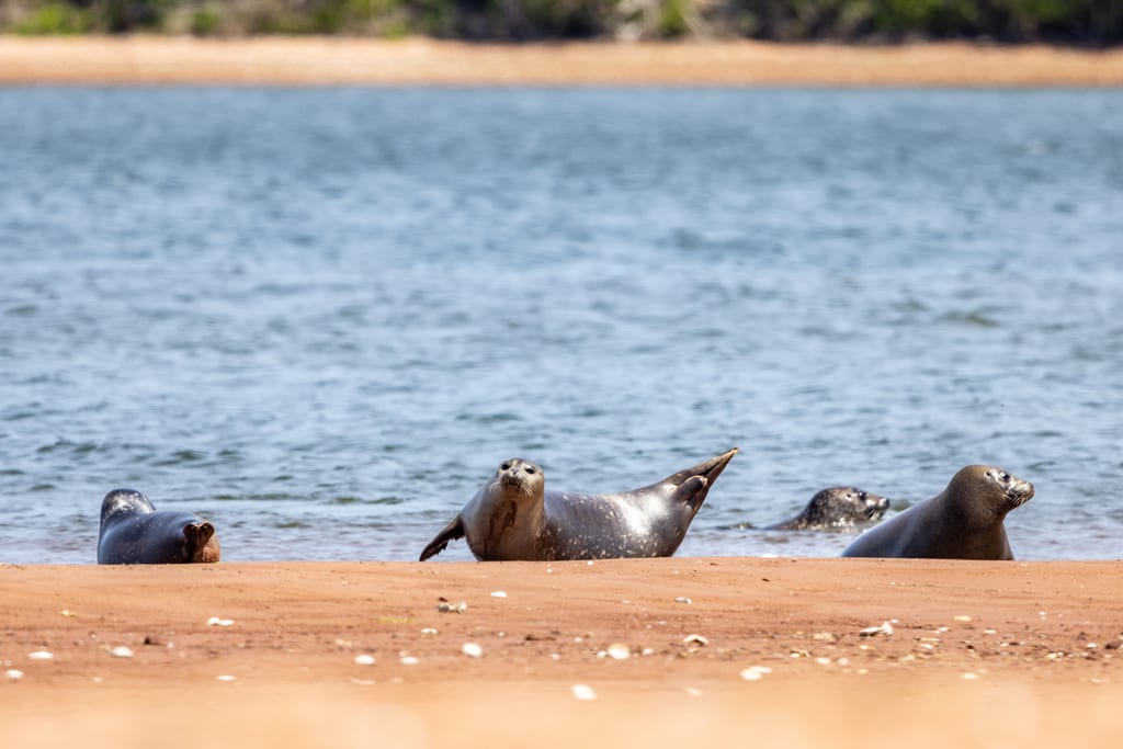 Several seals rest on a sandy beach near the water.