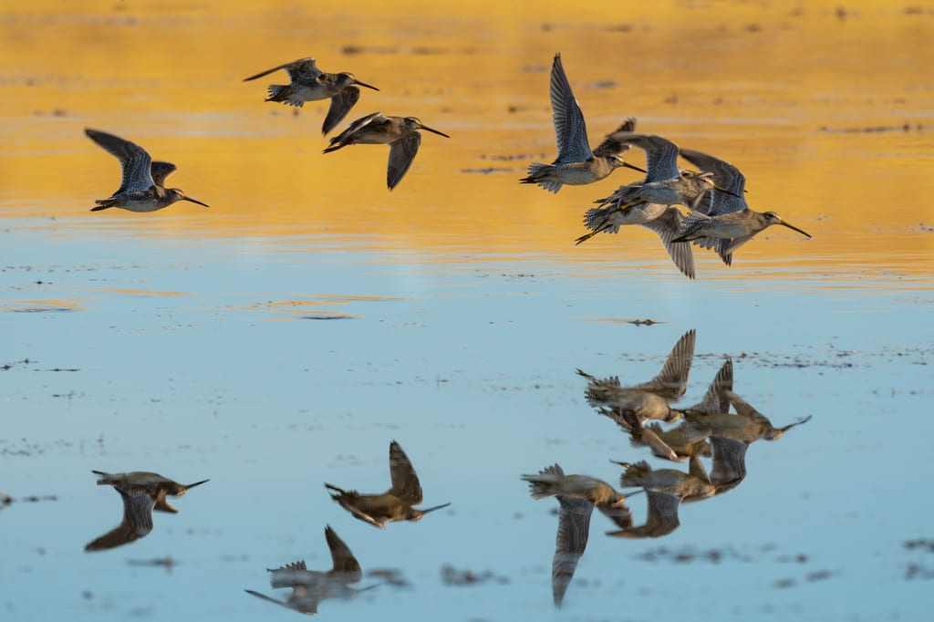 A flock of shorebirds flies low over the calm water of a wetland at sunset.