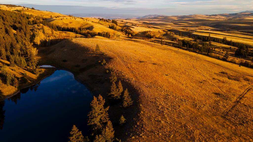 A small lake is nestled among rolling golden hills and evergreen trees.