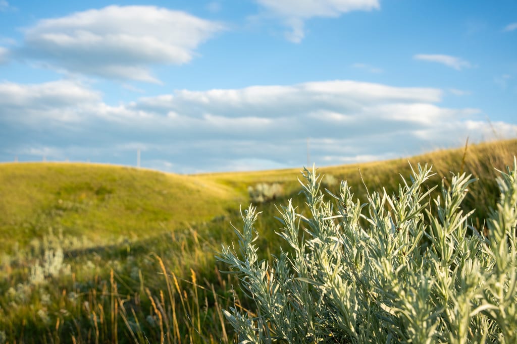Silvery sagebrush grows in a rolling grassy landscape under a blue sky.