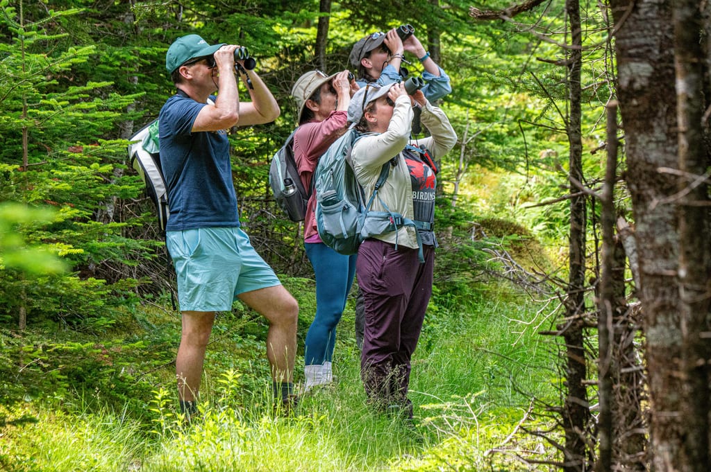 Trois personnes avec des jumelles et des sacs à dos observent les oiseaux dans une forêt verdoyante.
