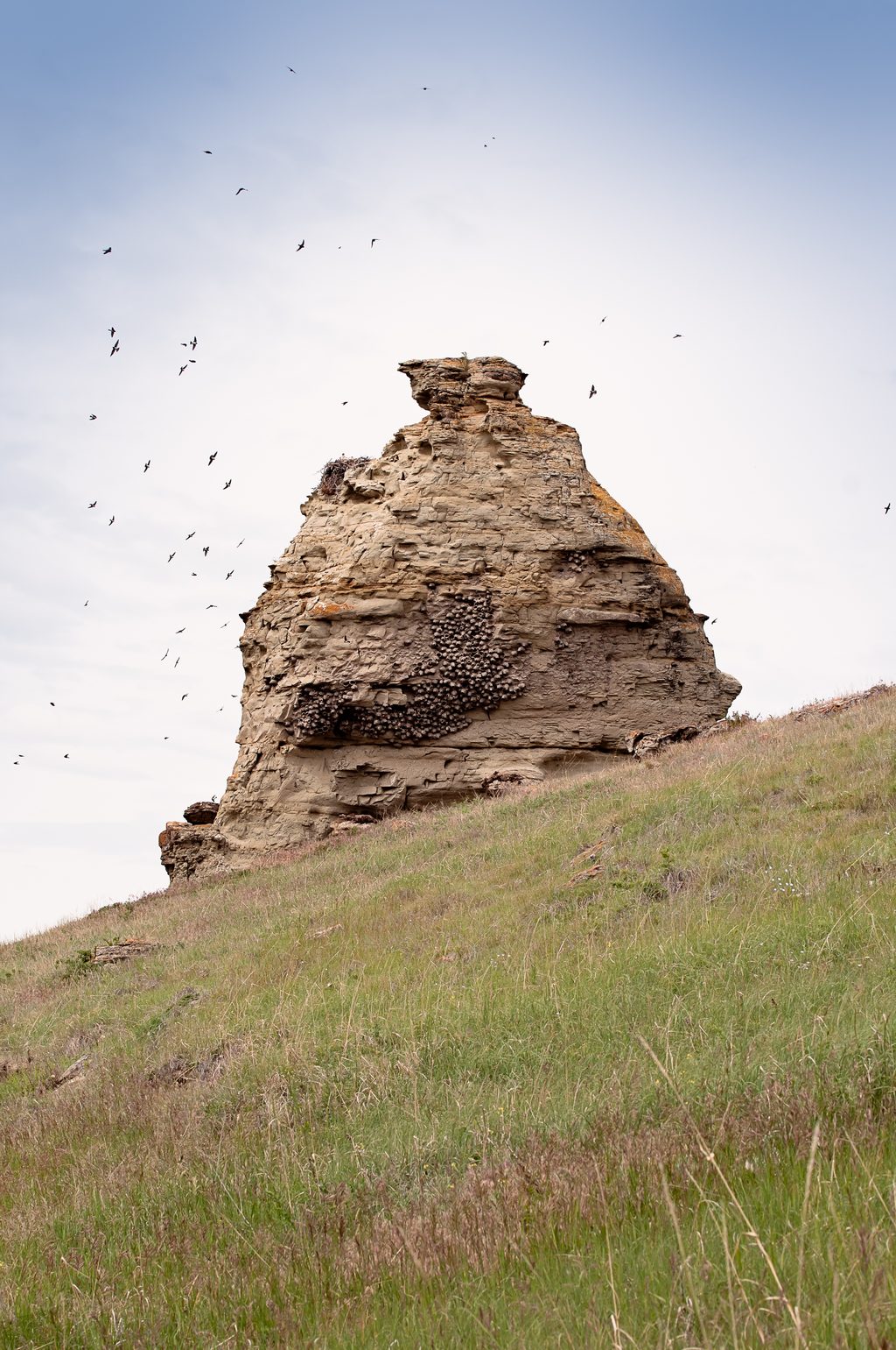 A large rock formation rises from a grassy hill under a sky filled with birds.