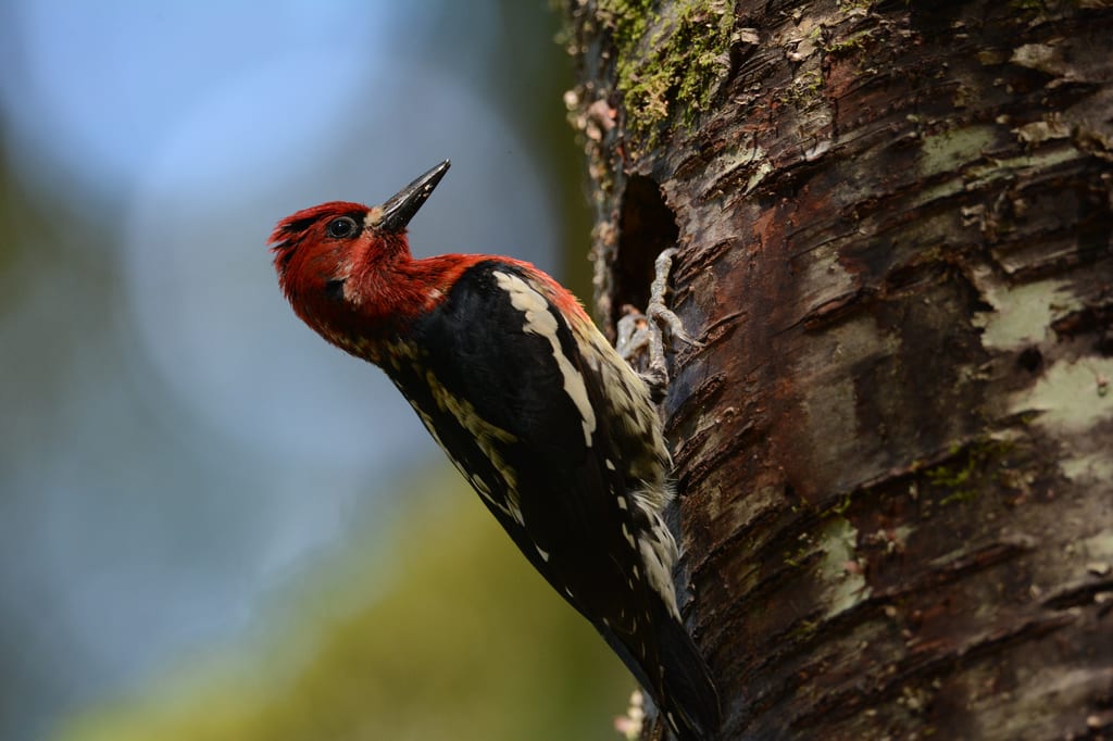 A pileated woodpecker clings to a tree trunk near a hole.