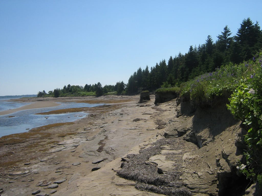 A rocky coastline with a sandy beach and a coniferous forest under a clear blue sky.