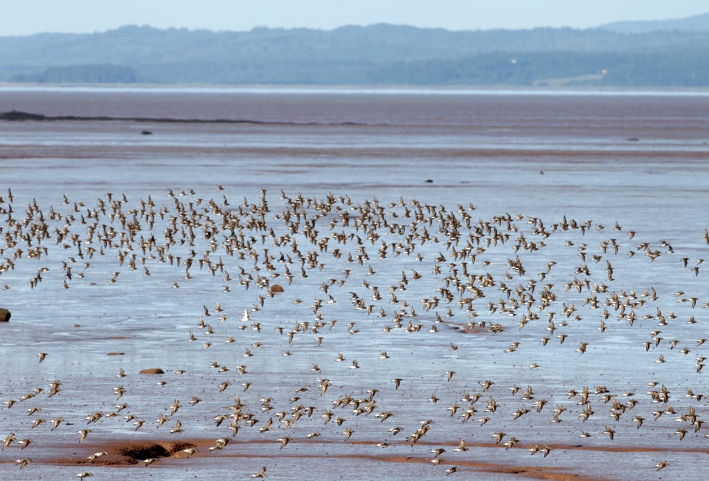 A large flock of shorebirds is scattered across the mudflats.