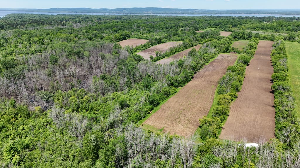 An aerial view of green forests, patches of dead trees, and tilled fields near a large body of water.