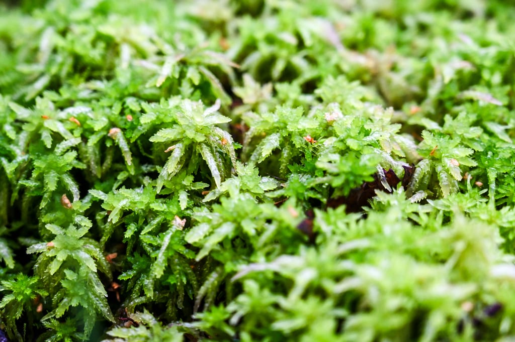 Bright green sphagnum moss grows in a moist habitat.