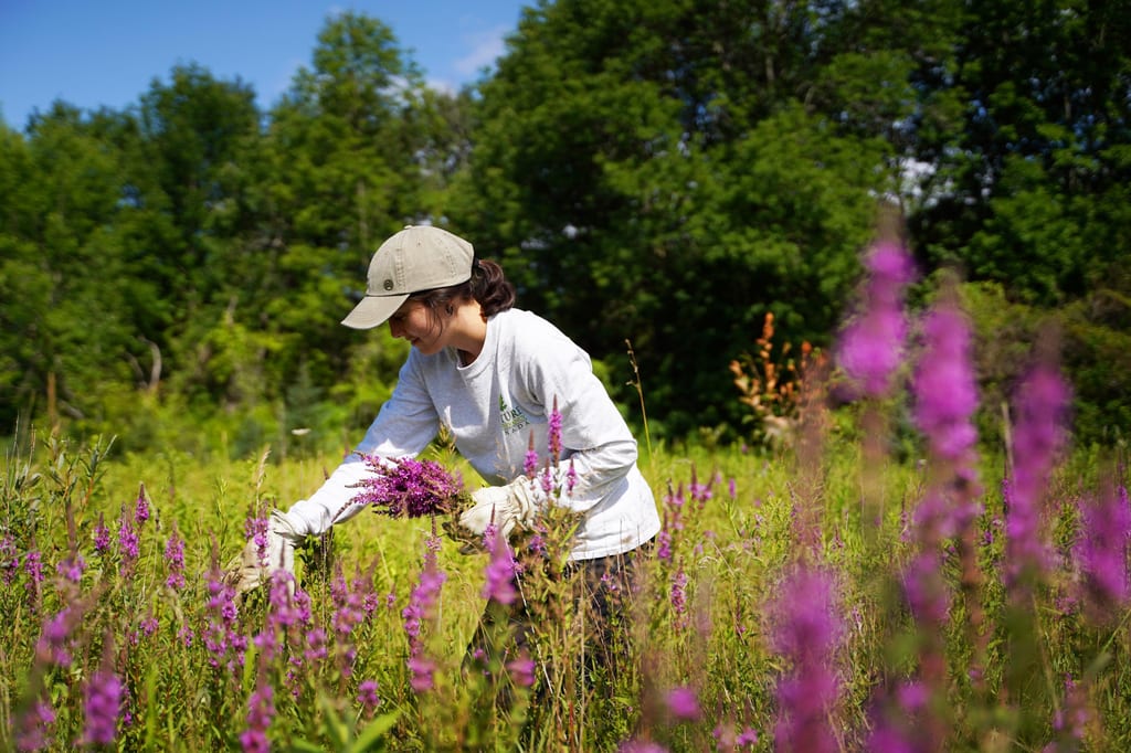Staff removing purple loostrife, Rice Lake Plains, ON (Chelsea Marcantonio)