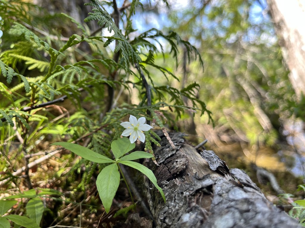 A small white flower grows on the forest floor near a fallen log among coniferous branches.