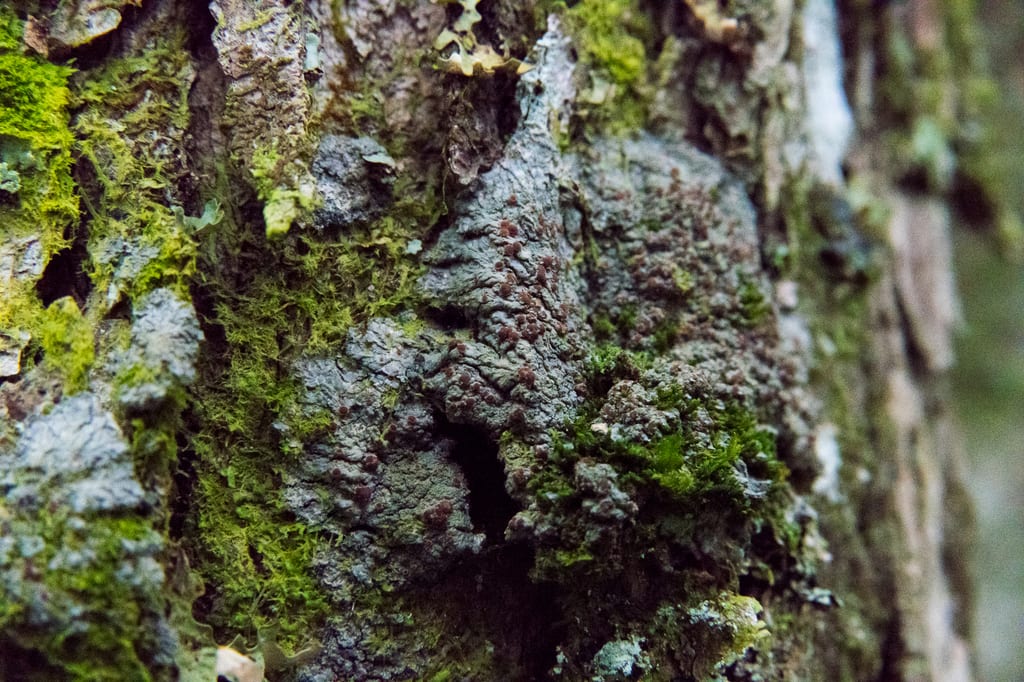 Green moss grows on the rough bark of a tree.