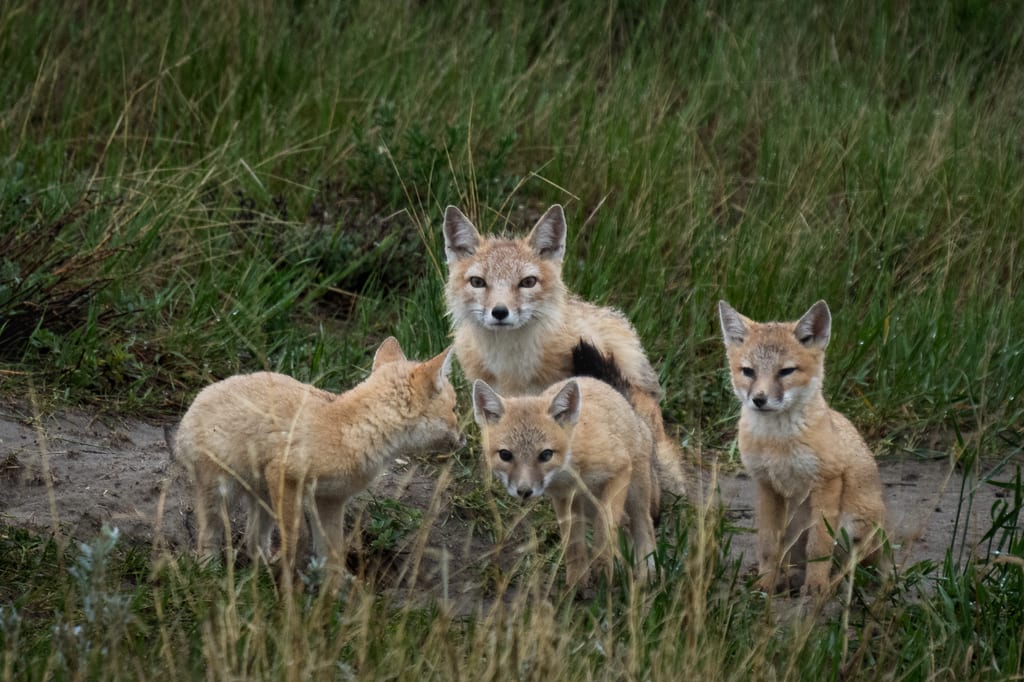 Four red fox kits stand in the tall grass.