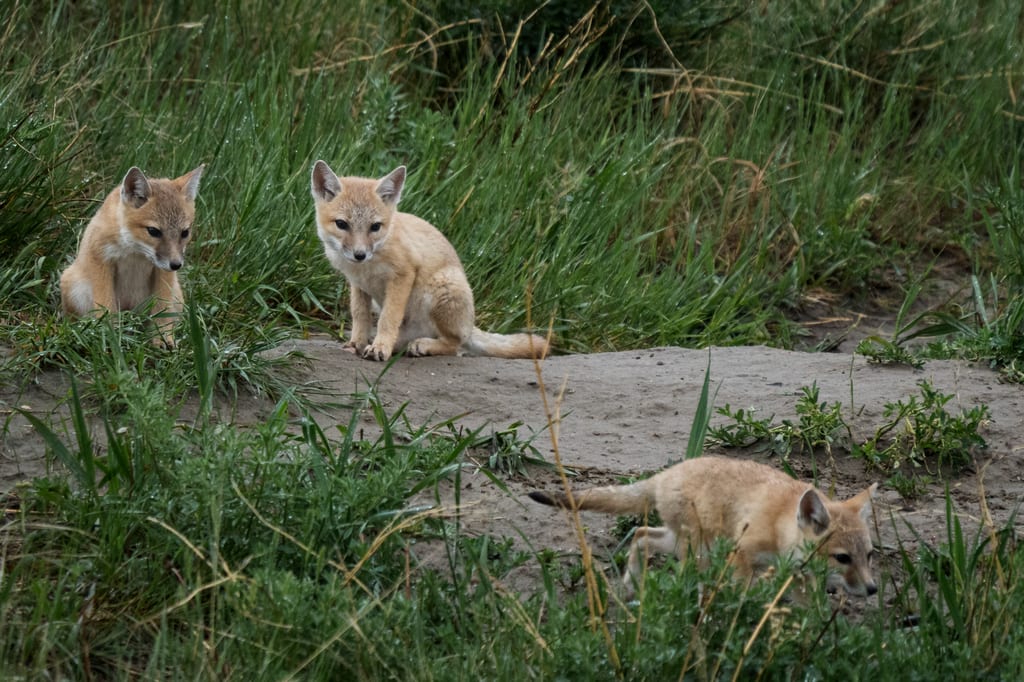 Three young foxes are in a grassy field.