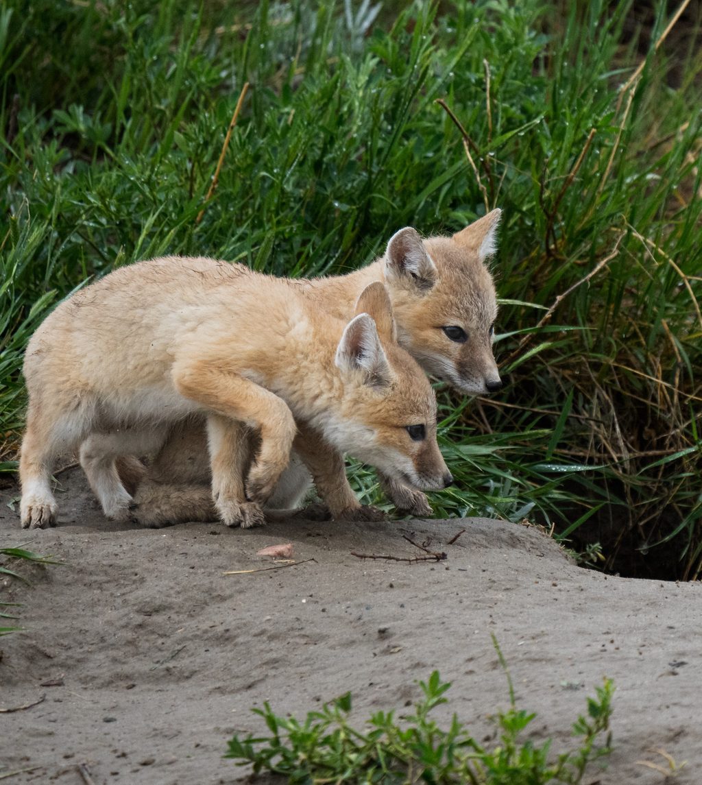 Two young red fox pups stand on a sandy mound near green grass.