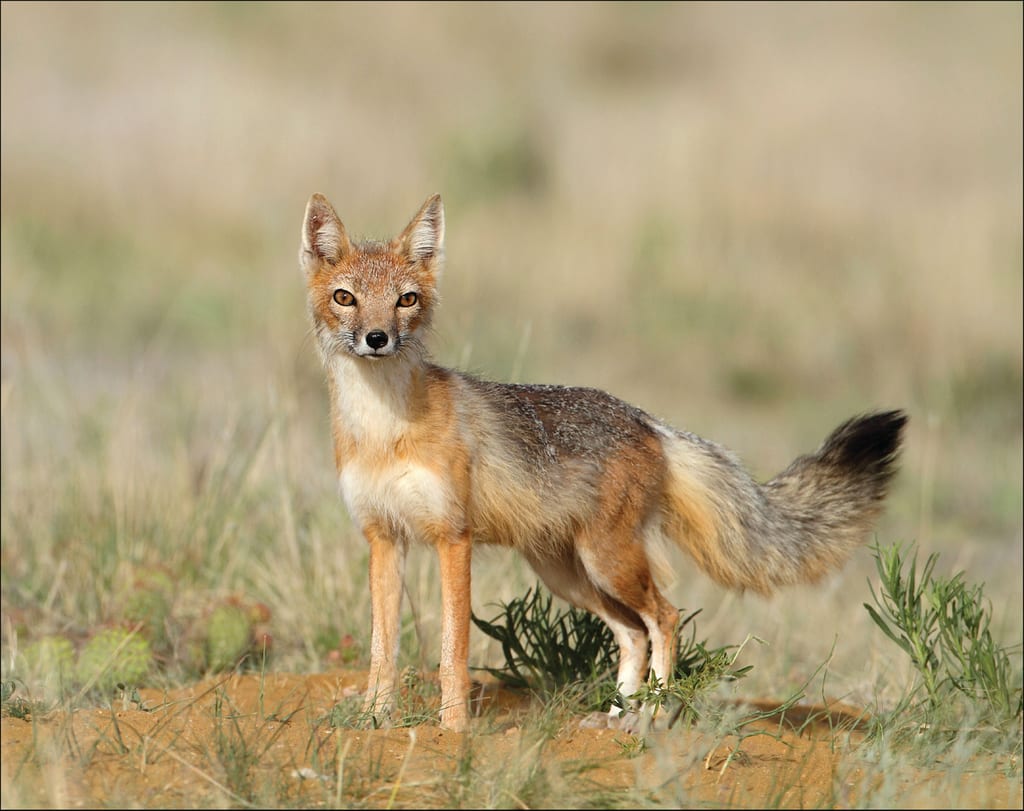 A swift fox vixen pauses seen ner her den in the Pawnee National Grasslands, Colorado.