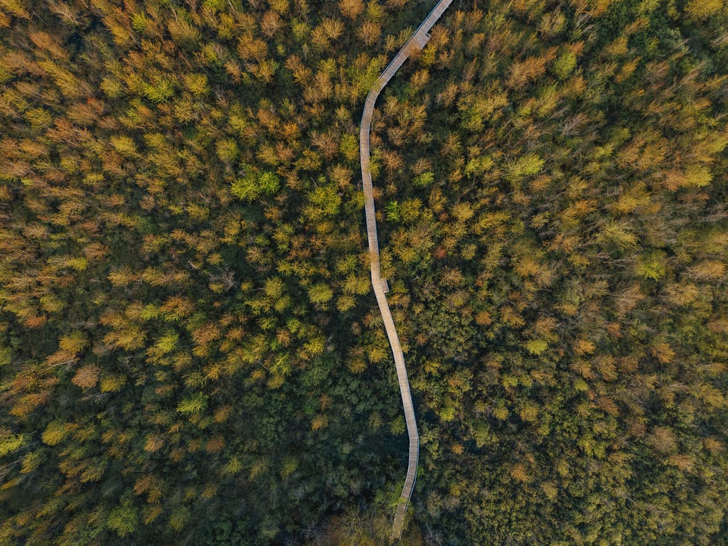 An aerial view of a winding wooden boardwalk through a forest with autumn foliage.