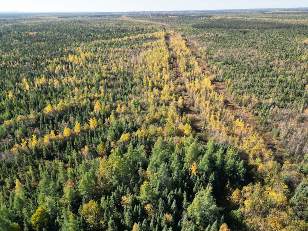 An aerial view of a forest with green and yellow autumn foliage and a long clearing.