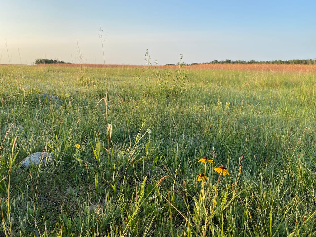Yellow wildflowers grow in a vast, grassy prairie landscape.