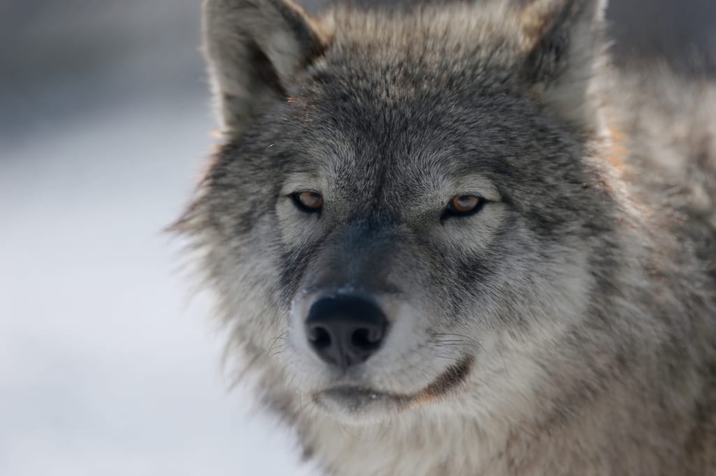 Timber Wolf, ON (Photo by Mike Dembeck)