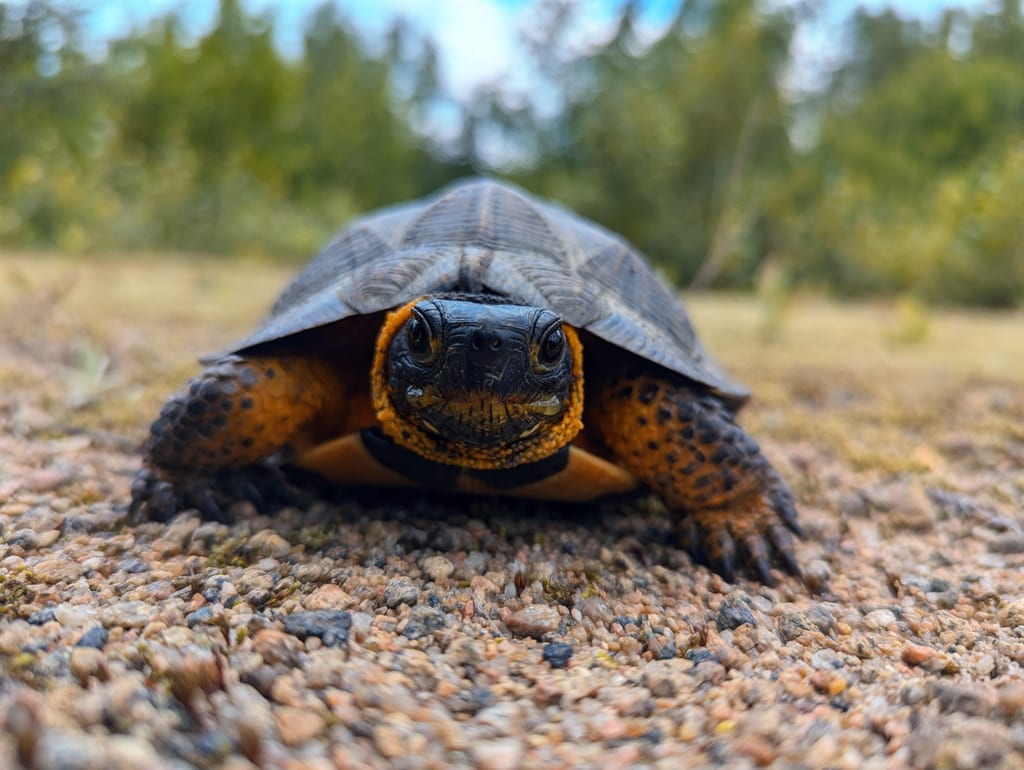 A wood turtle crawls on a gravel path with a forest in the background.