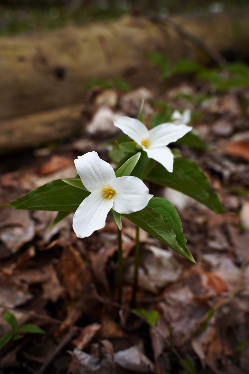 Trillium, Lathrop Nature Preserve, ON (Photo by Chelsea Marcantonio)