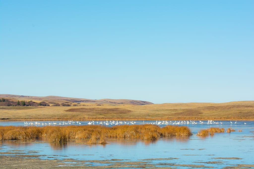 A flock of white birds rests in a wetland surrounded by golden prairie hills under a clear blue sky.