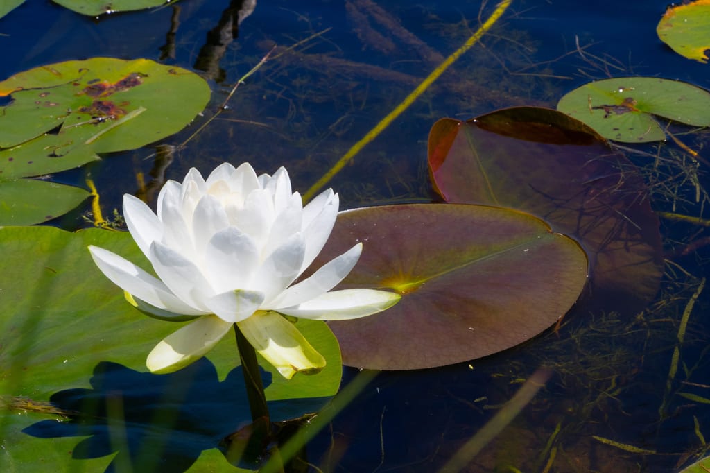A white water lily blooms among lily pads on the surface of a pond.