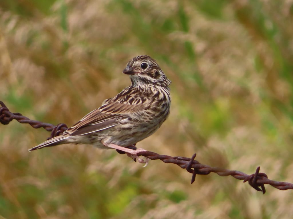 A Savannah Sparrow perches on a barbed wire fence.