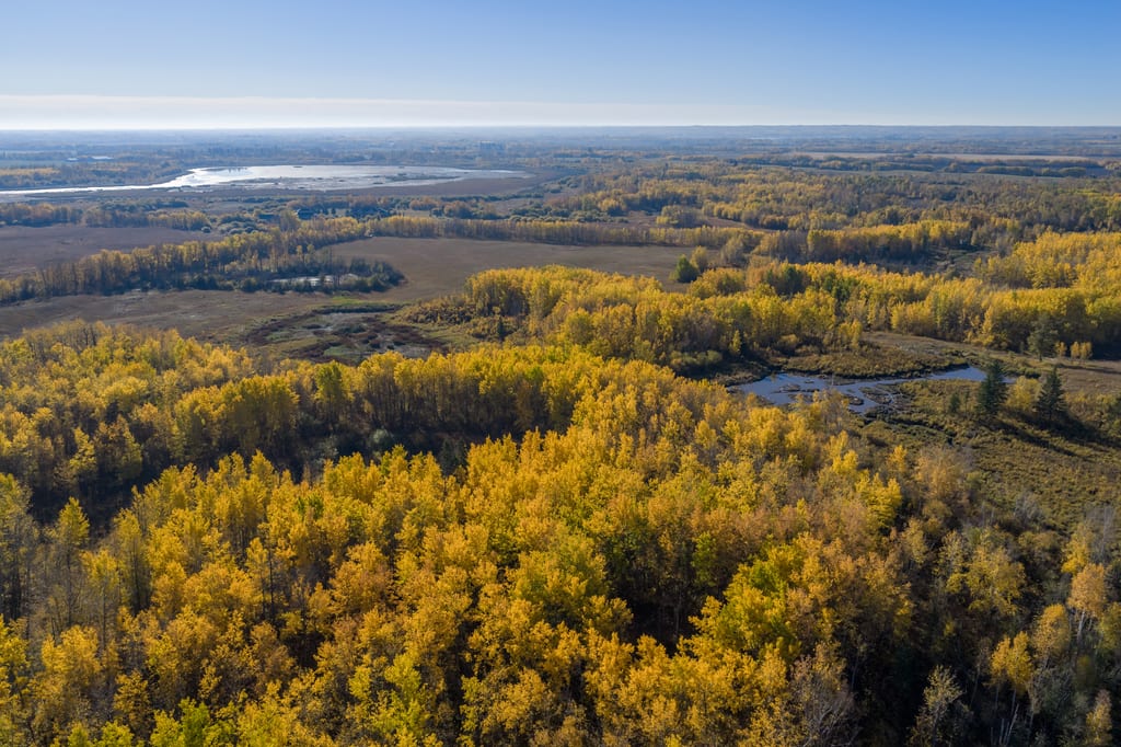 An aerial view of a forest with golden autumn foliage and wetlands under a clear sky.