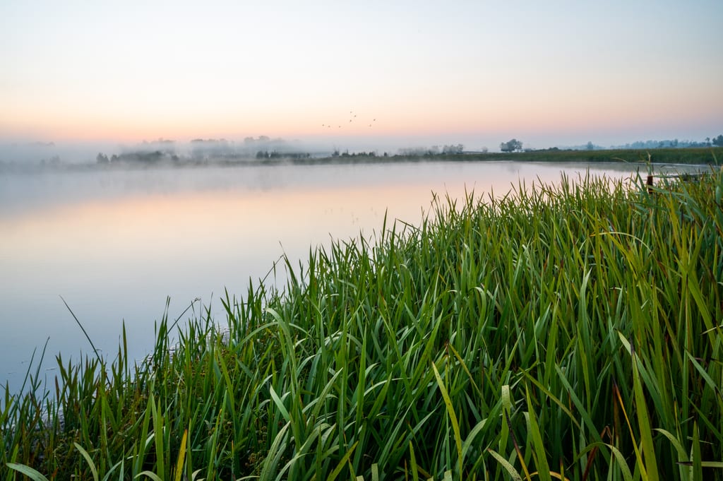 Tall green grasses grow along the edge of a misty lake at dawn.