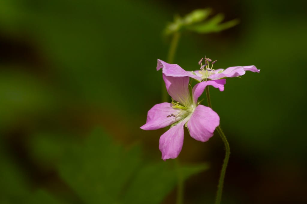 Wild Rose, Backus Woods, ON (Photo by NCC)