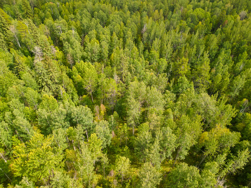 An aerial view of a dense green forest canopy.