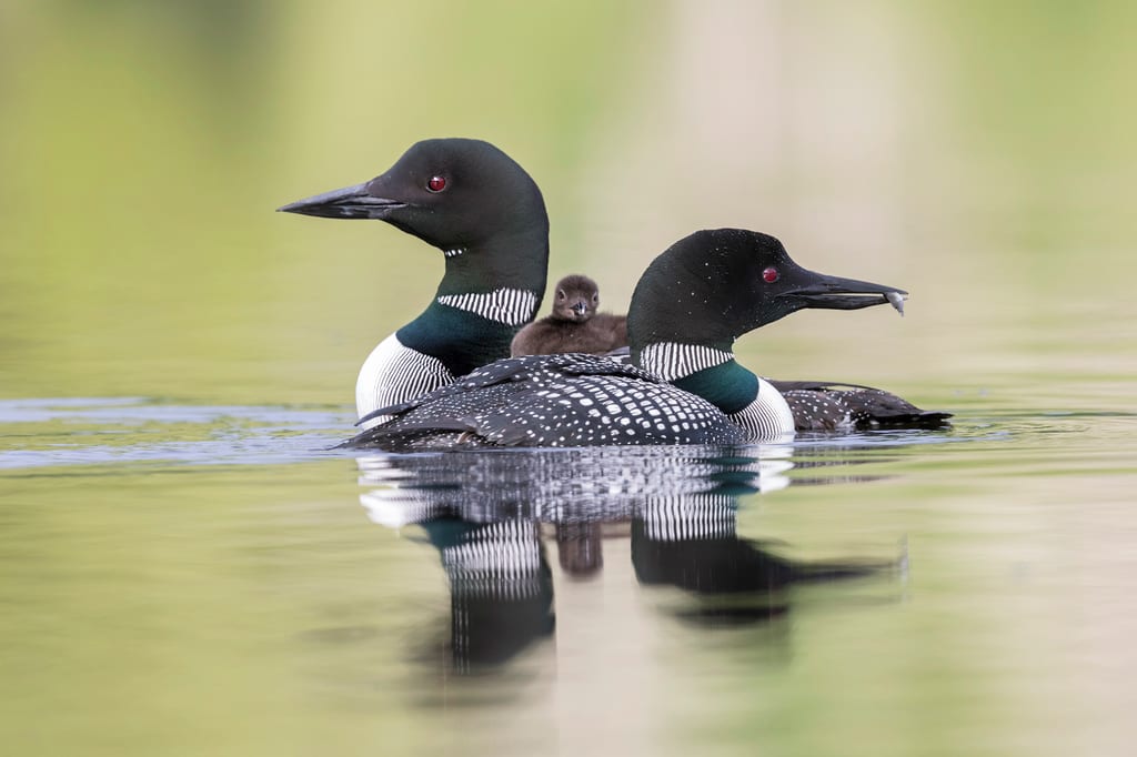 Two common loons and a chick swim in a lake, with one adult holding a small fish in its beak.