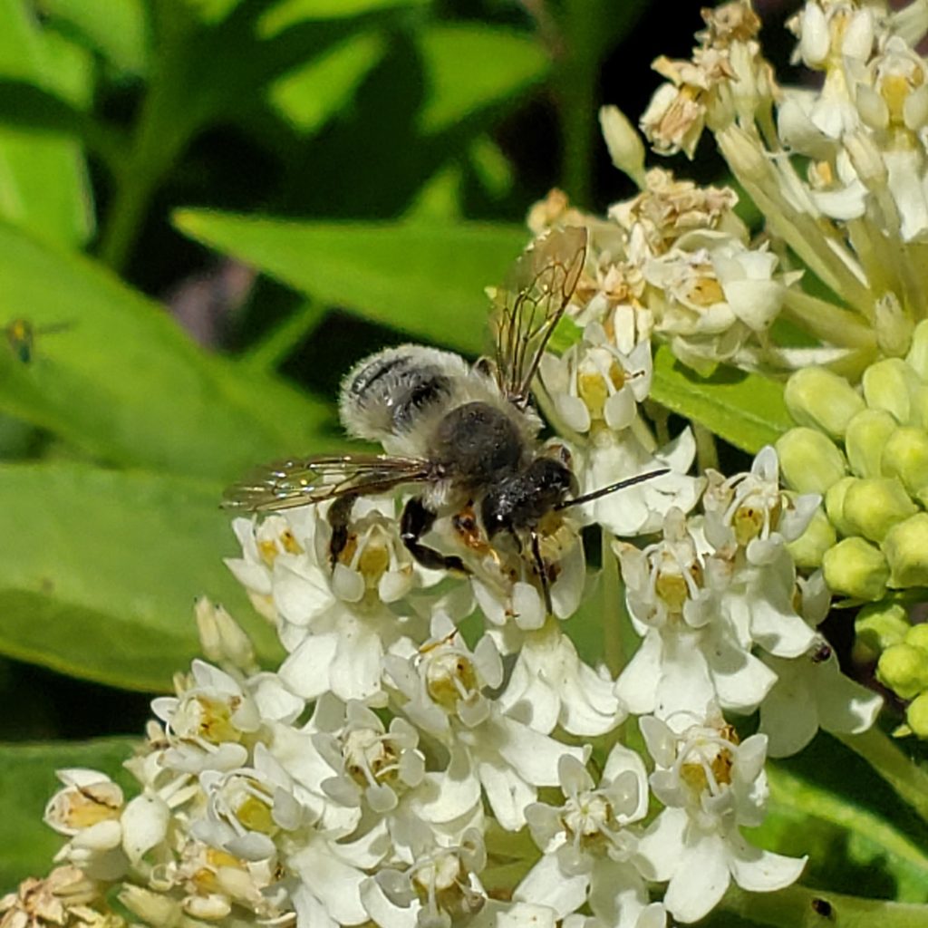 Megachile (leafcutter, mortar, and resin) bee on swamp milkweed.
