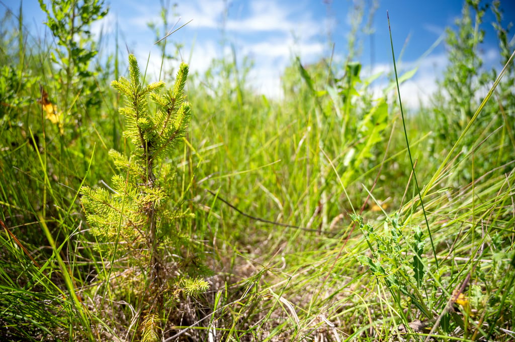 Spruce seedling at Golden Ranches, AB.