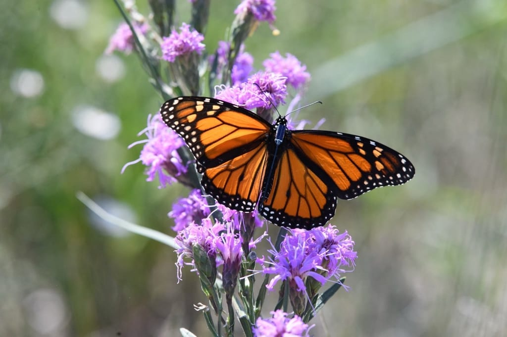 Monarch on Blazing Star (Lily Charles)