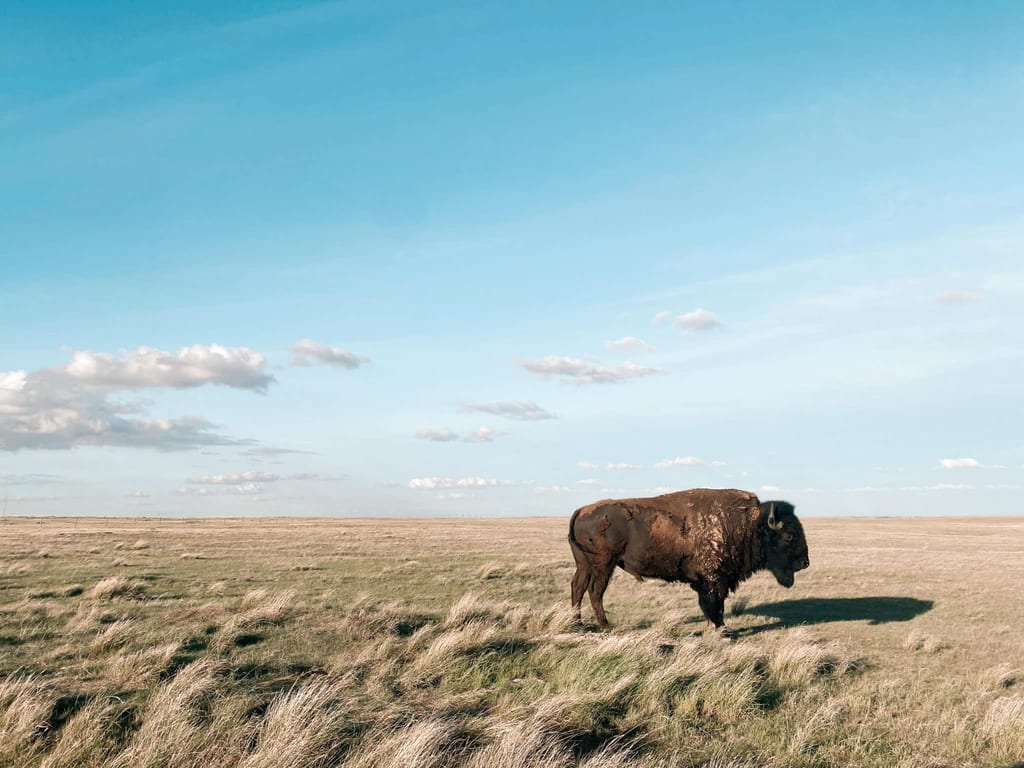 Bison at Old Man on His Back Prairie and Heritage Conservation Area (OMB), SK.