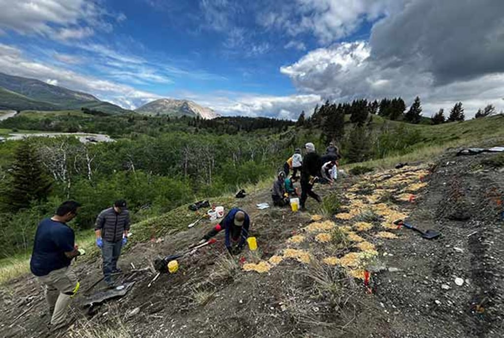 Students from Lethbridge Polytechnic, Athabasca University and University of Calgary, along with several NCC staff members planting grass plugs on the slope of Cervo 2, AB.