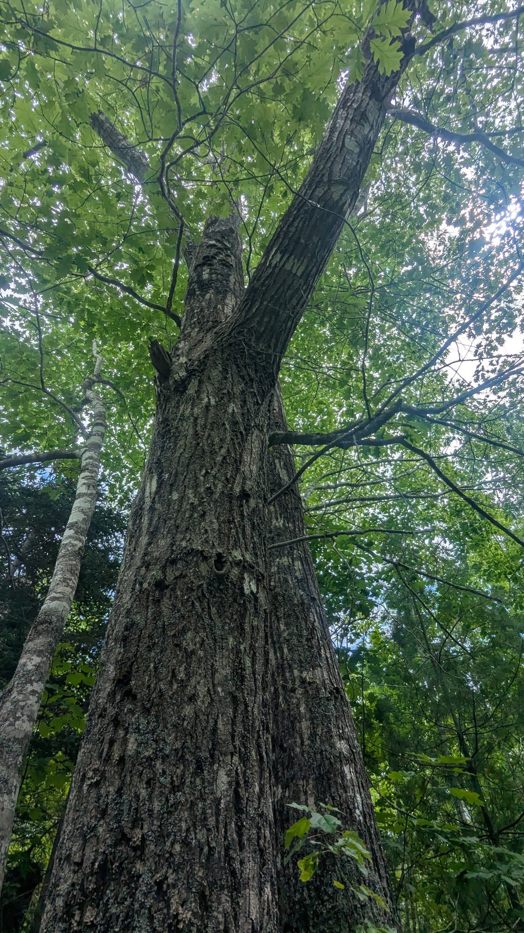 A large maple tree reaches toward the green forest canopy.
