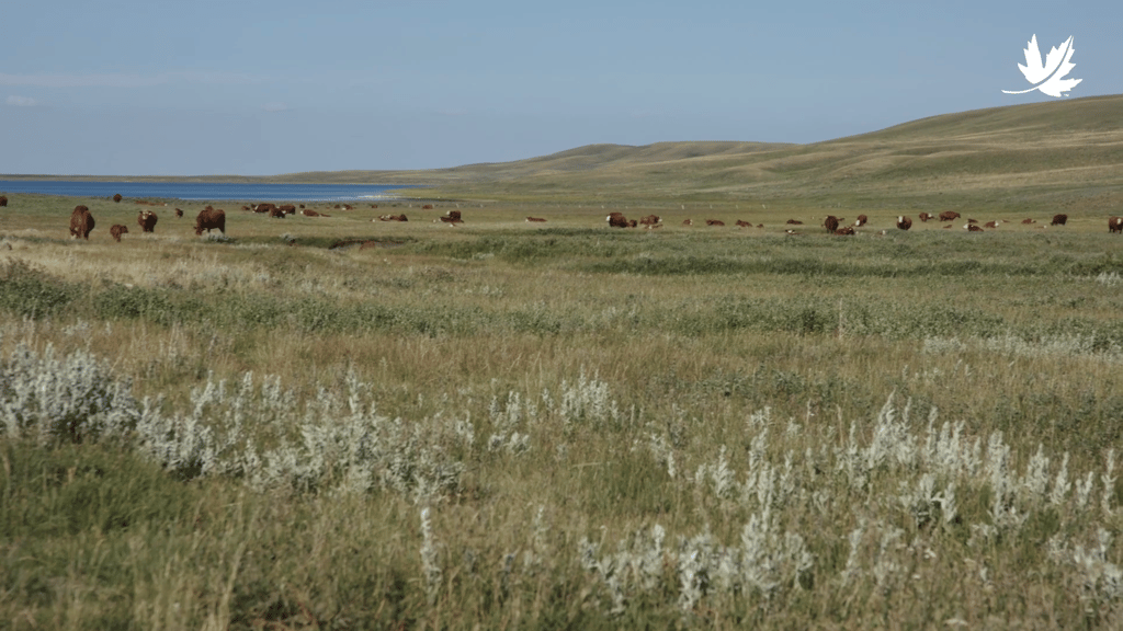 A herd of cattle grazes in a vast grassland near a lake.