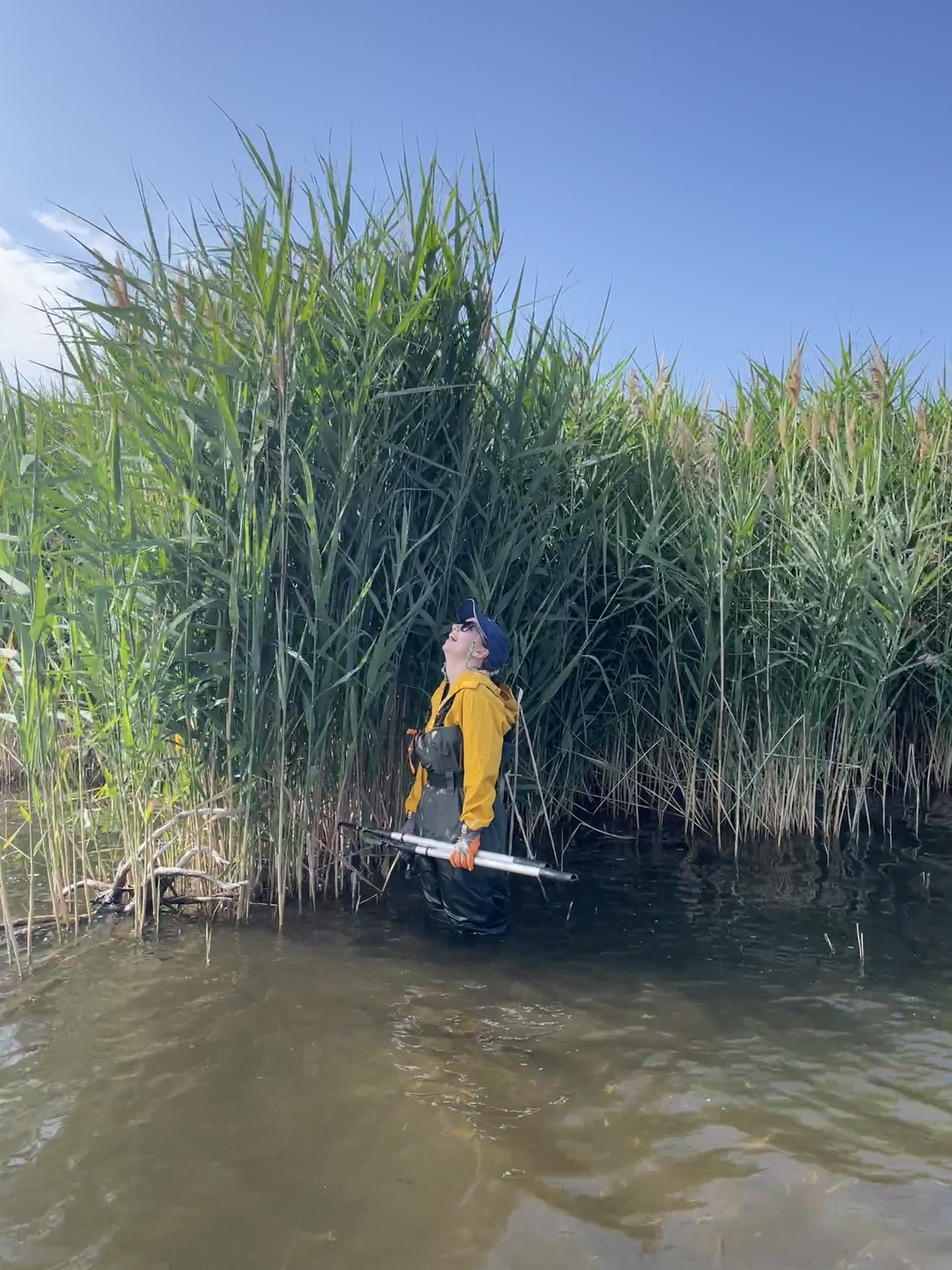 https://cdn.natureconservancy.ca/production/image/2023-08-17-Amanda-with-phragmites-EGBC-CDavies-NCC-CNC.jpg