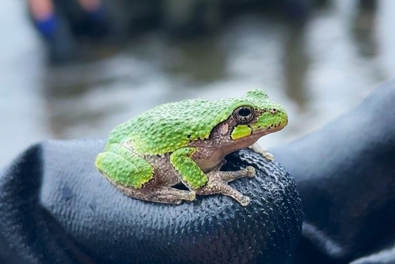 https://cdn.natureconservancy.ca/production/image/2023-08-17-Grey-Tree-Frog-EGBC-CDavies.jpg