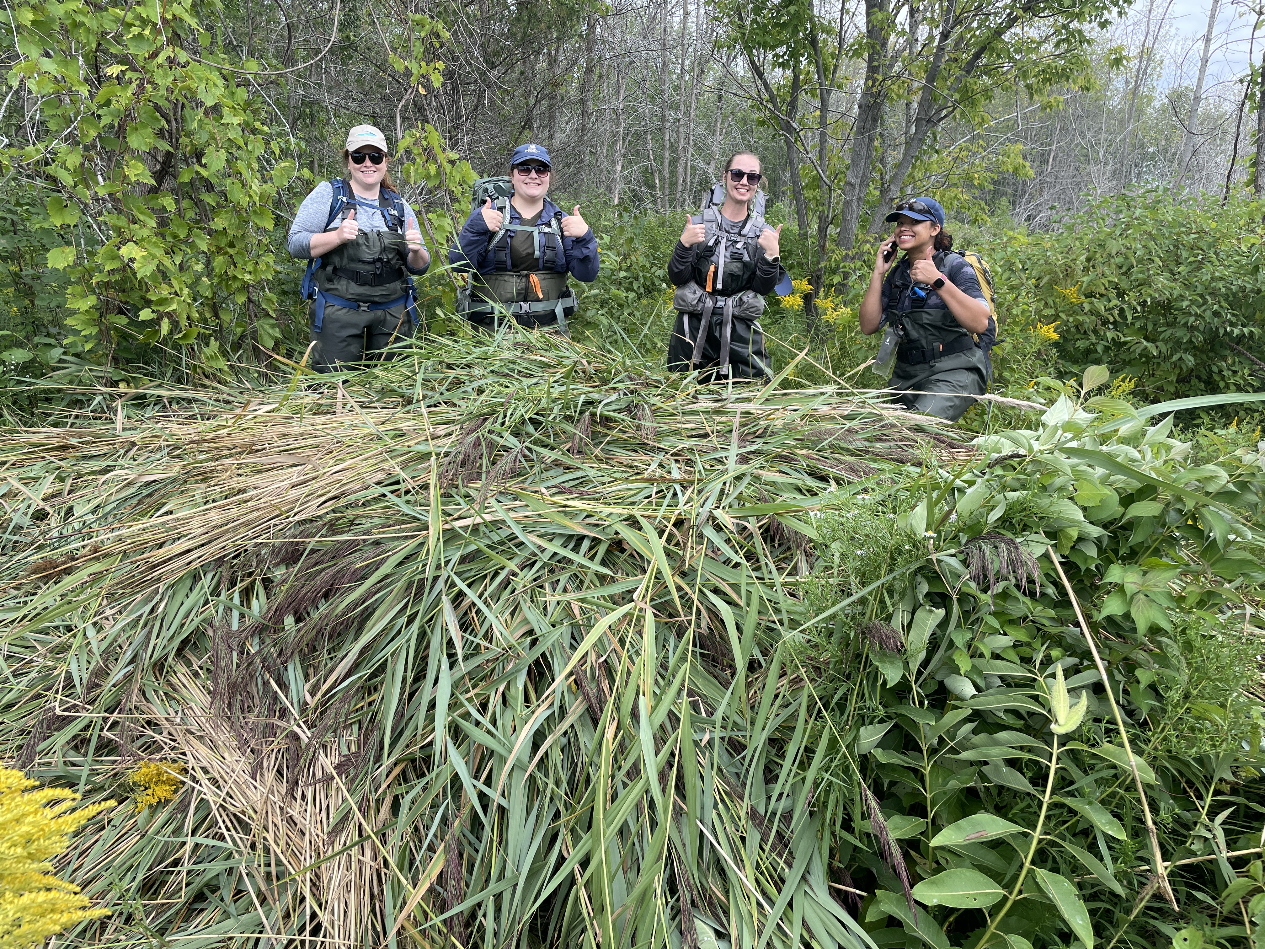 https://cdn.natureconservancy.ca/production/image/2023-08-25-Phrag-biomass-pile-with-techs-EGBC-CDavies.jpg