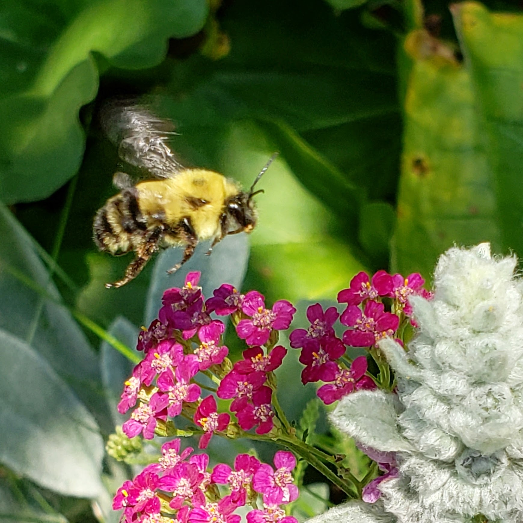 Bumblebee with yarrow (Sarah Ludlow)