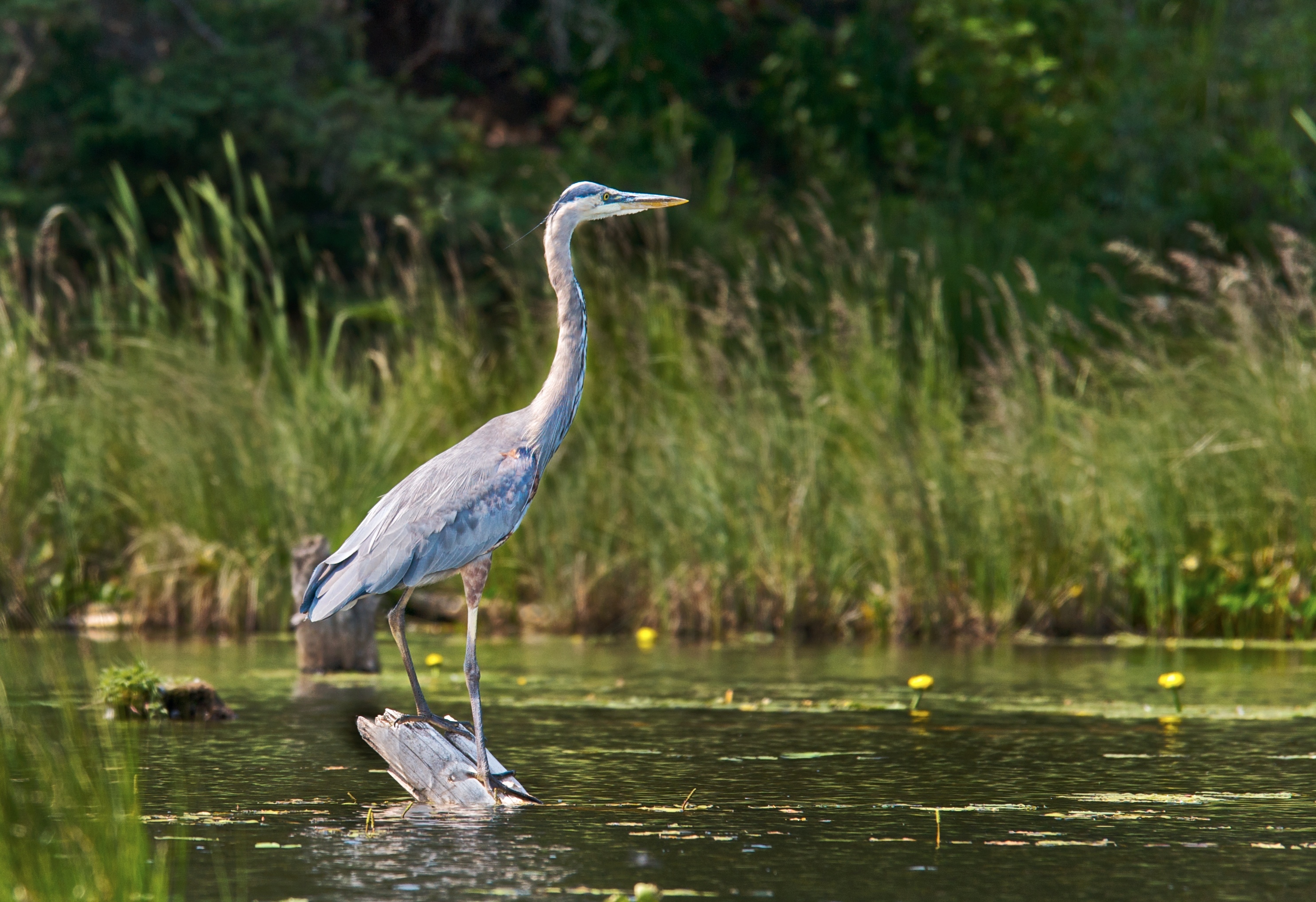 https://cdn.natureconservancy.ca/production/image/Great-Blue-Heron-AB20110524_024-Karol-Dabbs.jpg