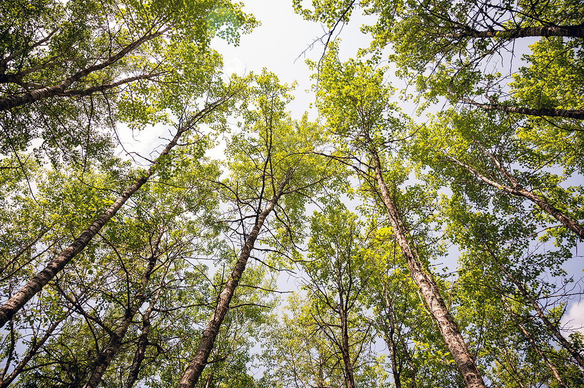 https://cdn.natureconservancy.ca/production/image/Great-Grey-Wildland-by-Sean-Feagan-NCC-Staff-75-optimized.jpg