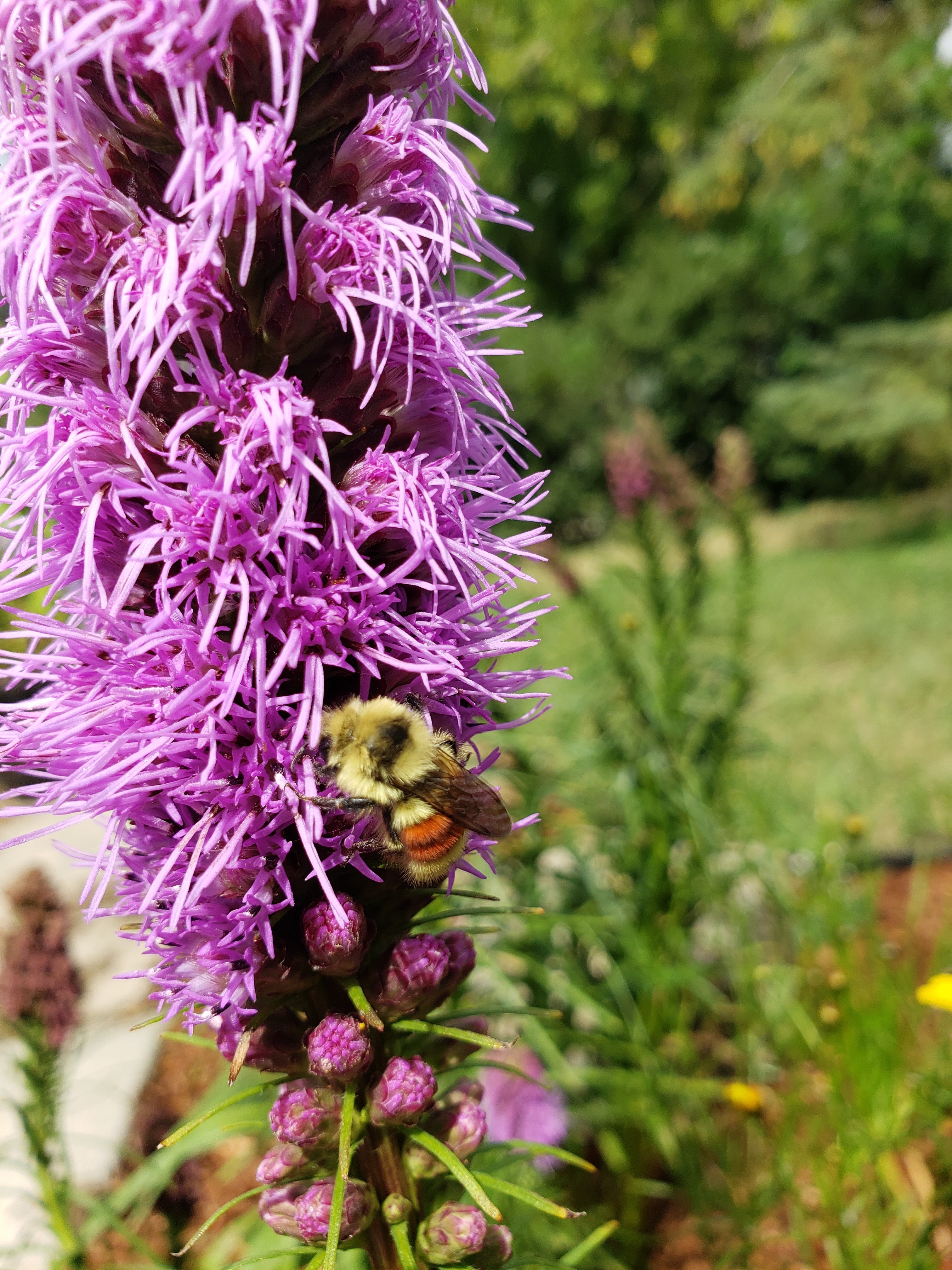 https://cdn.natureconservancy.ca/production/image/Hunts-Bumblebee-visiting-Liatris_Sarah-Ludlow.jpg