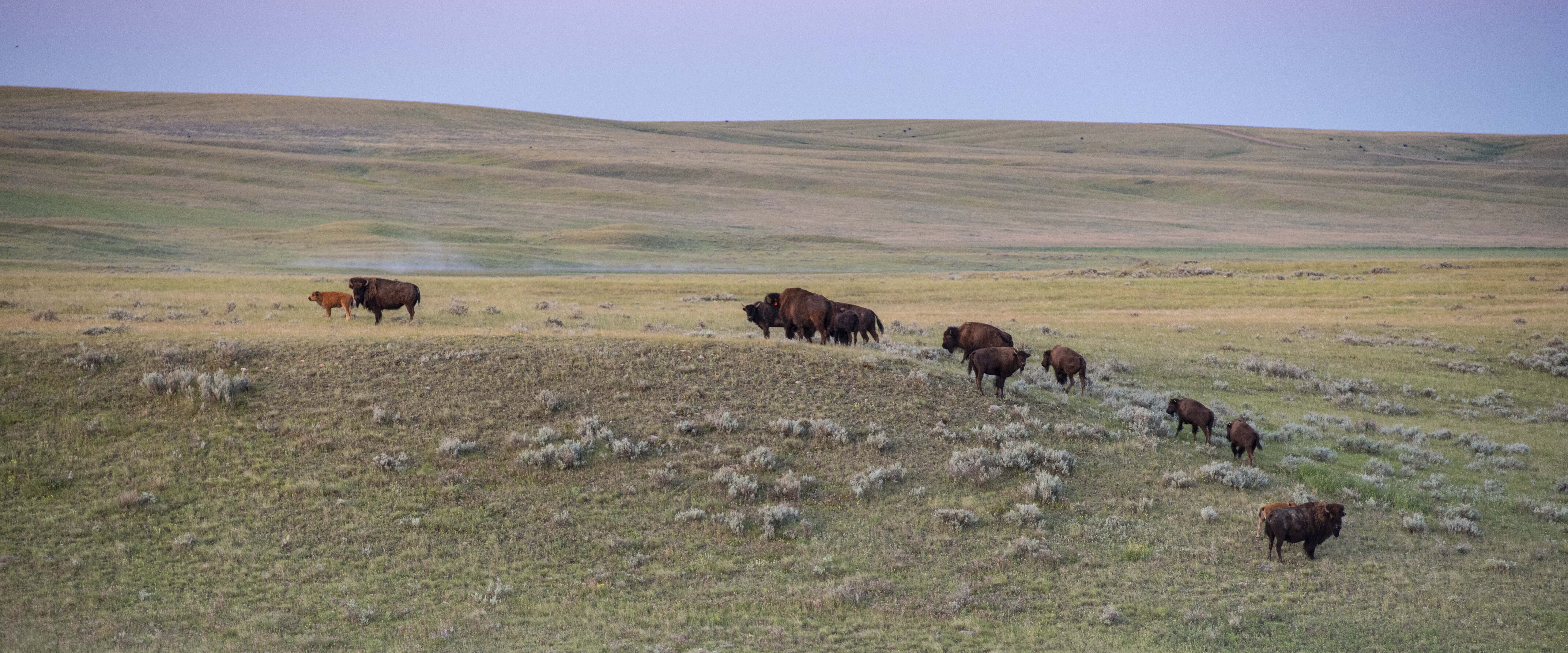 https://cdn.natureconservancy.ca/production/image/Old-Man-on-His-Back-Prairie-and-Heritage-Conservation-Area-SK_Bison-Landscape4jpg.jpg