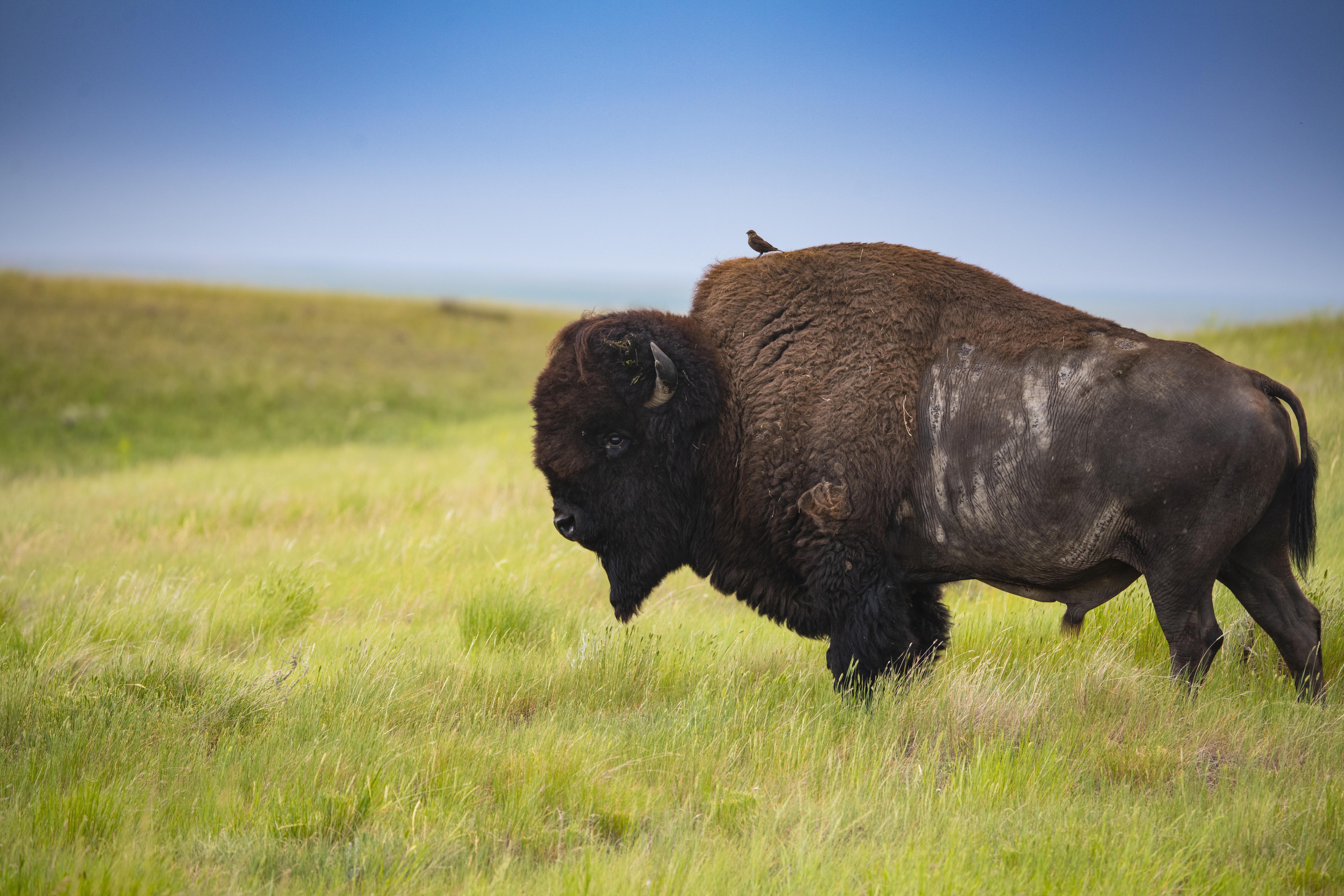 A bison stands in a grassy field under a blue sky.