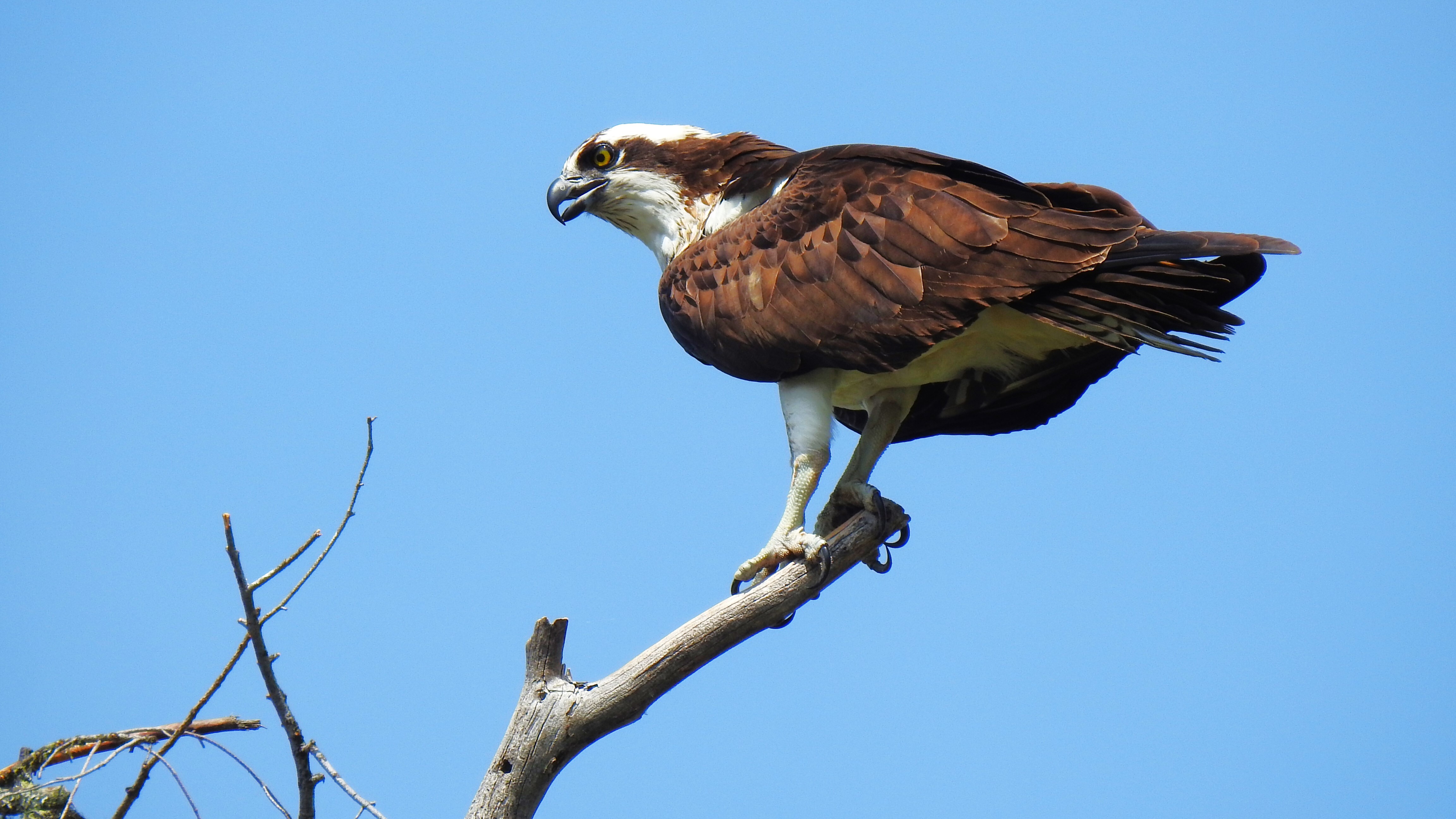 https://cdn.natureconservancy.ca/production/image/Osprey-7-Claude-Rioux.JPG