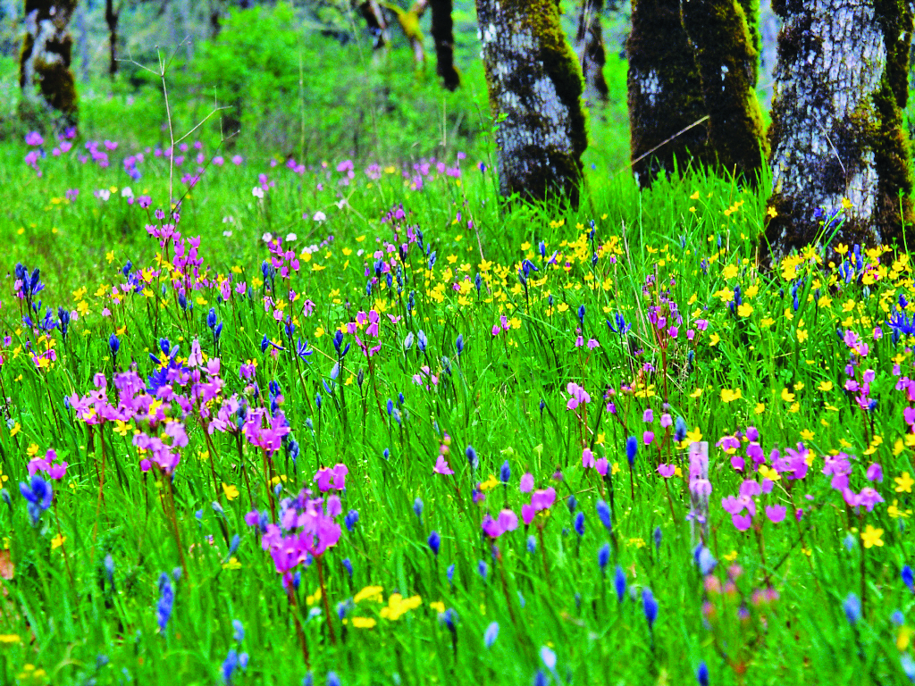 https://cdn.natureconservancy.ca/production/image/West-Coast-Cowichan-Garry-Oak-Preserve-BC-Photo-by-Tim-Ennis_NCC.jpg